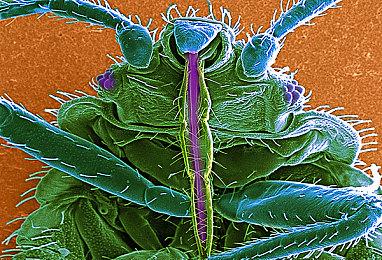 全球6月手游销量榜出炉 《王者荣耀》稳居首位